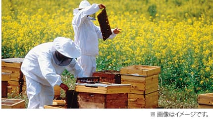蜂農場のイメージ