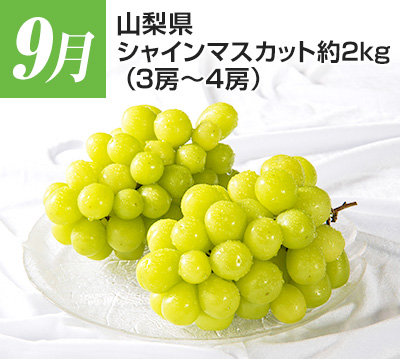9���@�R�����@�V���C���}�X�J�b�g�@��2kg�i3�[�`4�[�j