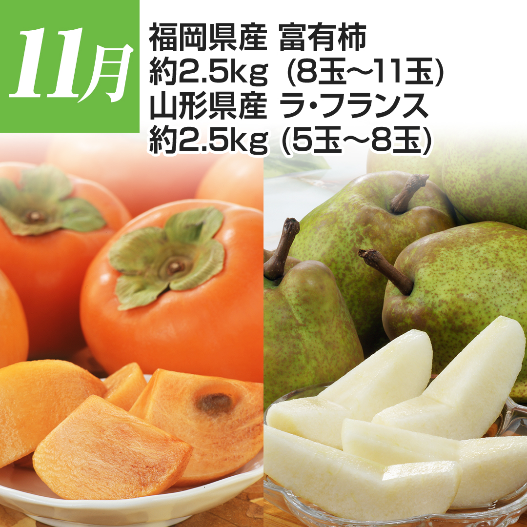 11�� �������Y �x�L�` ��2.5kg�i8�ʁ`11�ʁj �R�`���Y ���E�t�����X ��2.5kg�i5�ʁ`8�ʁj
