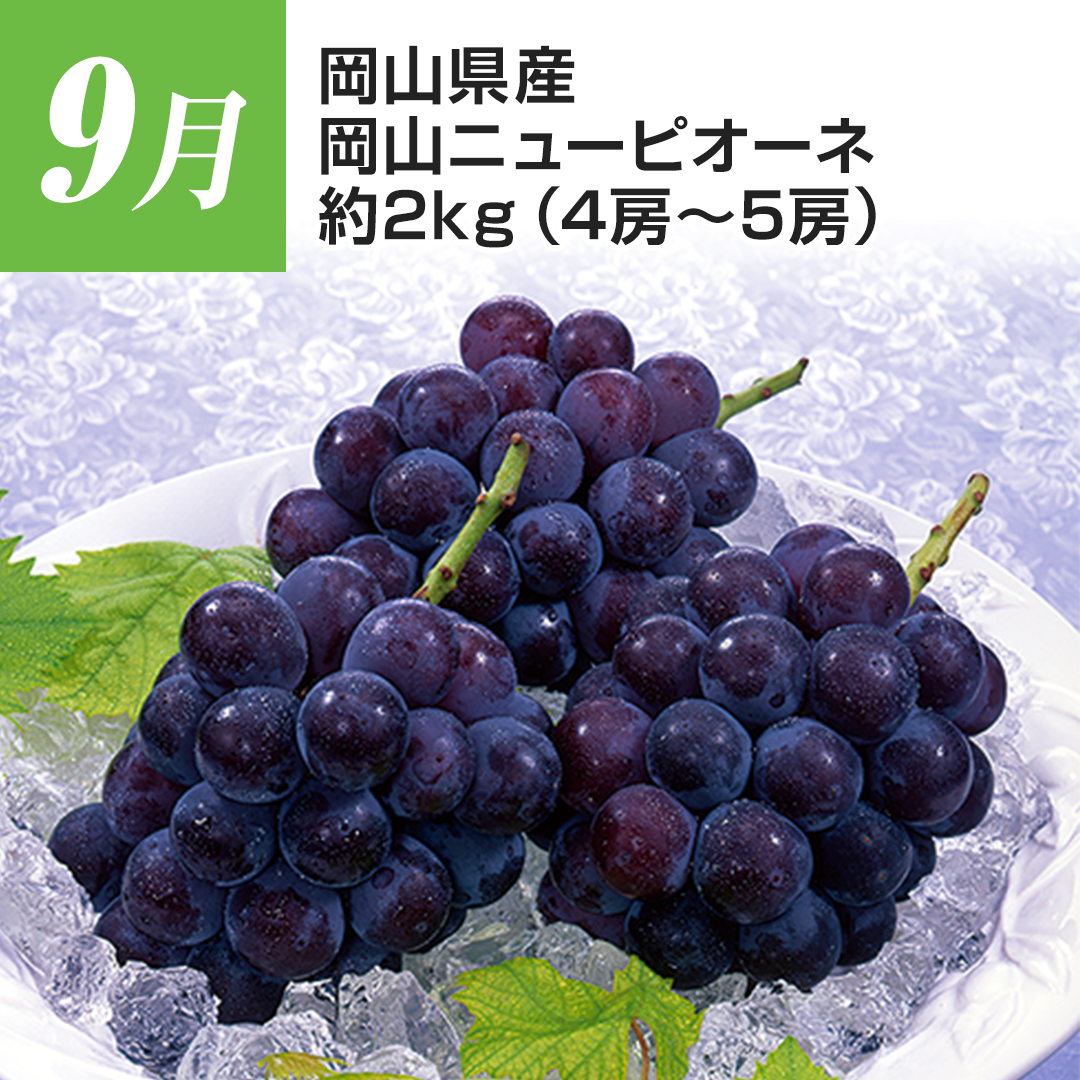 9�� ���R���Y ���R�j���[�s�I�[�l ��2kg�i4�[�`5�[�j