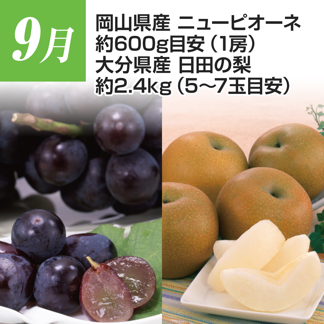 9���@���R���Y�@�j���[�s�I�[�l�@��600g�ڈ��i1�[�j�@�啪���Y�@���c�̗��@��2.4kg�i5�`7�ʖڈ��j