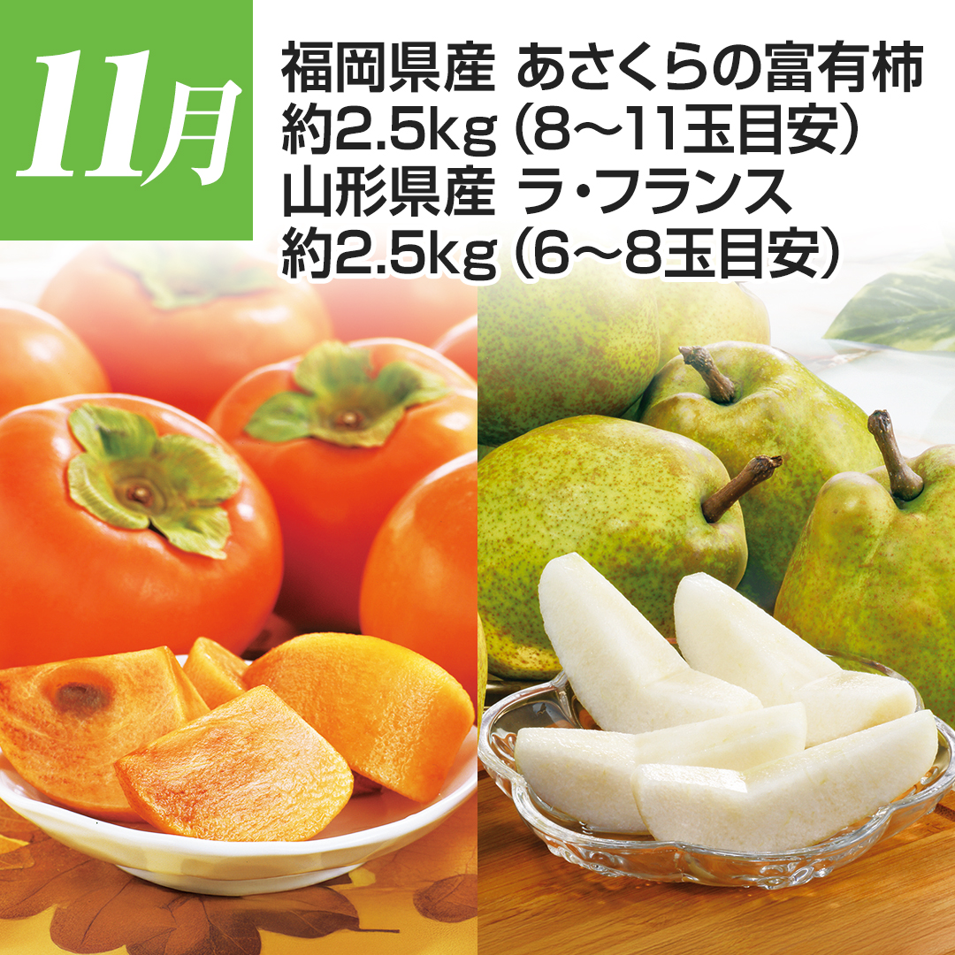 11���@�������Y�@��������̕x�L�`�@��2.5�s�i8~11�ʖڈ��j�@�R�`���Y�@���E�t�����X�@��2.5�s�i6~8�ʖڈ��j