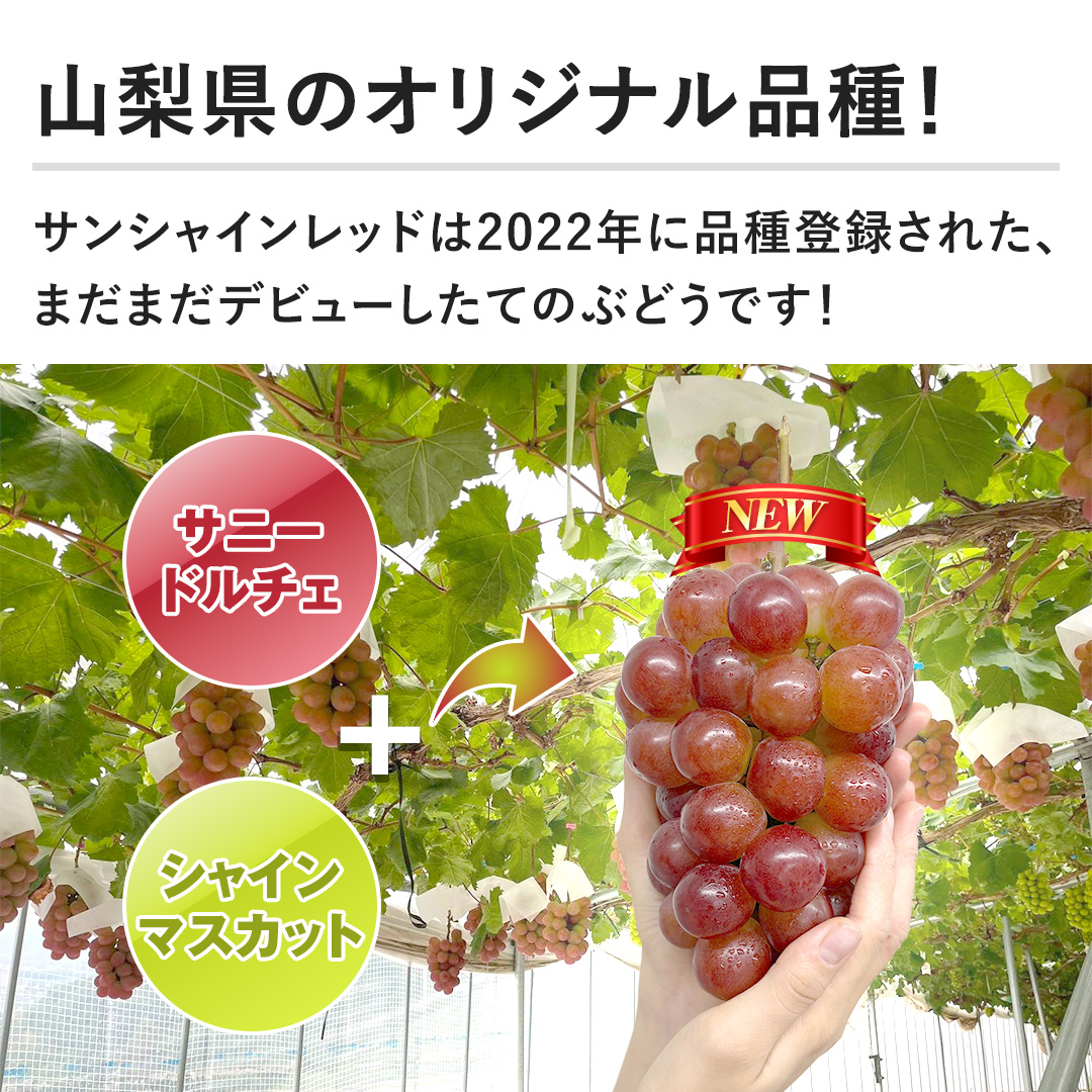 �y�R�����̃I���W�i���i��I�z�T���V���C�����b�h��2022�N�ɕi��o�^���ꂽ�A�܂��܂��f�r���[�����Ă̂Ԃǂ��ł��I